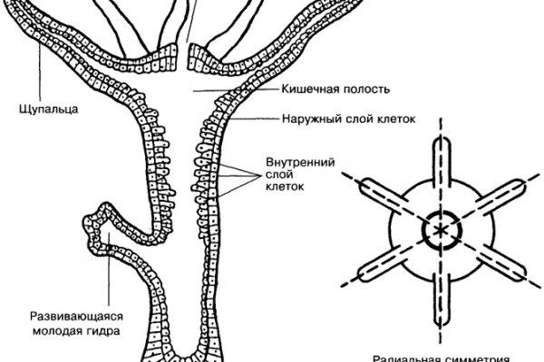 Забыл пароль кракен